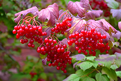 Highbush Cranberry (Viburnum trilobum) at The Mustard Seed