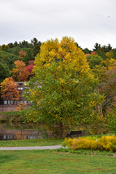 Heritage River Birch (Betula nigra 'Heritage') at The Mustard Seed