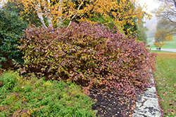 Bailey Red-Twig Dogwood (Cornus baileyi) at The Mustard Seed
