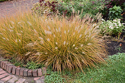 Hameln Dwarf Fountain Grass (Pennisetum alopecuroides 'Hameln') at The Mustard Seed