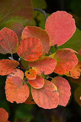 Dwarf Fothergilla (Fothergilla gardenii) at The Mustard Seed