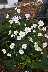 Honorine Jobert Anemone (Anemone x hybrida 'Honorine Jobert') at The Mustard Seed