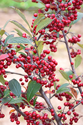 Brilliantissima Red Chokeberry (Aronia arbutifolia 'Brilliantissima') at The Mustard Seed