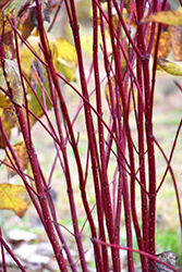 Red Osier Dogwood (Cornus sericea) at The Mustard Seed