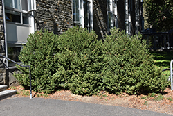 Green Mountain Boxwood (Buxus 'Green Mountain') at The Mustard Seed