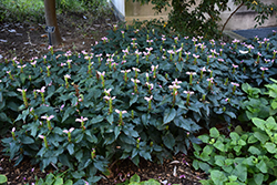 Hot Lips Turtlehead (Chelone lyonii 'Hot Lips') at The Mustard Seed