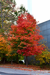 Fall Fiesta Sugar Maple (Acer saccharum 'Bailsta') at The Mustard Seed