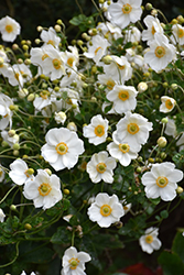 Honorine Jobert Anemone (Anemone x hybrida 'Honorine Jobert') at The Mustard Seed