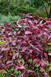 Winterthur Viburnum (Viburnum nudum 'Winterthur') at The Mustard Seed