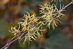 Common Witchhazel (Hamamelis virginiana) at The Mustard Seed