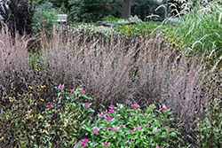 Standing Ovation Bluestem (Schizachyrium scoparium 'Standing Ovation') at The Mustard Seed