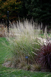 Prairie Dropseed (Sporobolus heterolepis) at The Mustard Seed