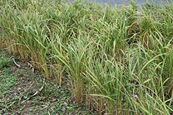Asian Rice (Oryza sativa) at The Mustard Seed