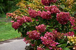 Diamond Rouge Hydrangea (Hydrangea paniculata 'Rendia') at The Mustard Seed