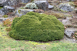 Little Gem Spruce (Picea abies 'Little Gem') at The Mustard Seed