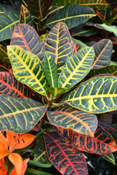 Petra Variegated Croton (Codiaeum variegatum 'Petra') at The Mustard Seed