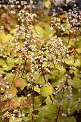 Champagne Coral Bells (Heuchera 'Champagne') at The Mustard Seed