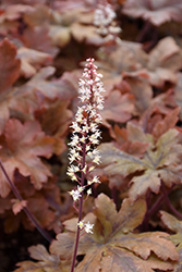 Hopscotch Foamy Bells (Heucherella 'Hopscotch') at The Mustard Seed