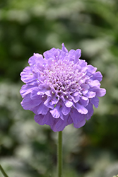 Flutter Deep Blue Pincushion Flower (Scabiosa columbaria 'Balfluttdelu') at The Mustard Seed