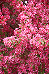 Prairifire Flowering Crab (Malus 'Prairifire') at The Mustard Seed