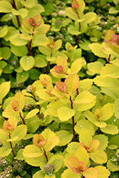 Glow Girl Birchleaf Spirea (Spiraea betulifolia 'Tor Gold') at The Mustard Seed