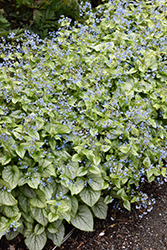 Jack Frost Bugloss (Brunnera macrophylla 'Jack Frost') at The Mustard Seed