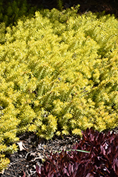 Angelina Stonecrop (Sedum rupestre 'Angelina') at The Mustard Seed