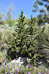 Bristlecone Pine (Pinus aristata) at The Mustard Seed