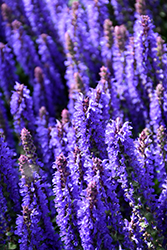 Sensation Deep Blue Sage (Salvia nemorosa 'Sensation Deep Blue') at The Mustard Seed