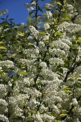 Canada Red Chokecherry (Prunus virginiana 'Canada Red') at The Mustard Seed