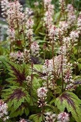 Sugar And Spice Foamflower (Tiarella 'Sugar And Spice') at The Mustard Seed