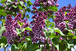Sensation Lilac (Syringa vulgaris 'Sensation') at The Mustard Seed