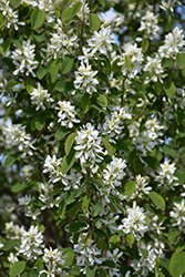 Standing Ovation Serviceberry (Amelanchier alnifolia 'Obelisk') at The Mustard Seed