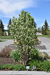 Standing Ovation Serviceberry (Amelanchier alnifolia 'Obelisk') at The Mustard Seed