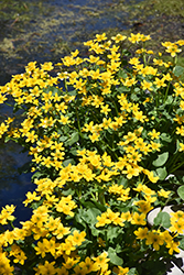 Marsh Marigold (Caltha palustris) at The Mustard Seed