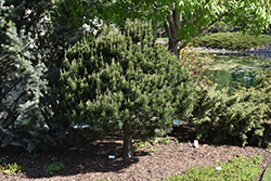 Dwarf Scotch Pine (Pinus sylvestris 'Pumila') at The Mustard Seed