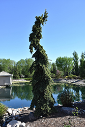 Weeping White Spruce (Picea glauca 'Pendula') at The Mustard Seed