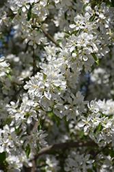 Spring Snow Flowering Crab (Malus 'Spring Snow') at The Mustard Seed