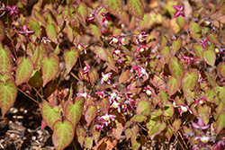 Bishop's Hat (Epimedium x rubrum) at The Mustard Seed