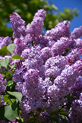 Common Lilac (Syringa vulgaris) at The Mustard Seed