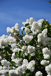 Angel White Lilac (Syringa vulgaris 'Angel White') at The Mustard Seed