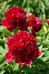 Red Charm Peony (Paeonia 'Red Charm') at The Mustard Seed