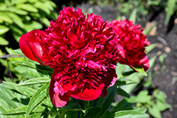 Red Charm Peony (Paeonia 'Red Charm') at The Mustard Seed