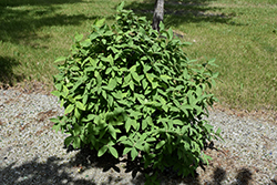 Borealis Honeyberry (Lonicera caerulea 'Borealis') at The Mustard Seed