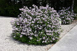 Dwarf Korean Lilac (Syringa meyeri 'Palibin') at The Mustard Seed