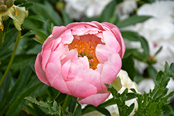 Coral Charm Peony (Paeonia 'Coral Charm') at The Mustard Seed
