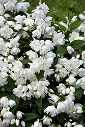 Snowbelle Mockorange (Philadelphus 'Snowbelle') at The Mustard Seed