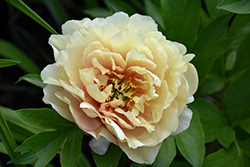 Canary Brilliants Peony (Paeonia 'Canary Brilliants') at The Mustard Seed