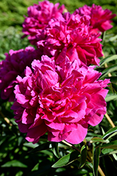 Kansas Peony (Paeonia 'Kansas') at The Mustard Seed
