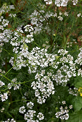 Cilantro (Coriandrum sativum) at The Mustard Seed